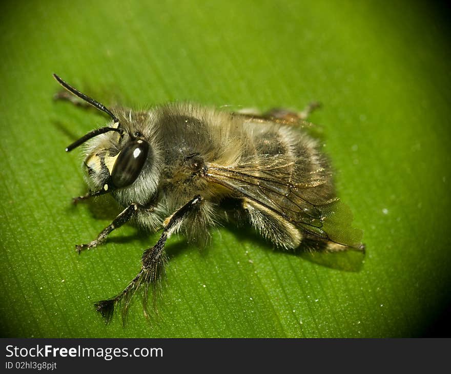 Bee on a leaf , macro photography