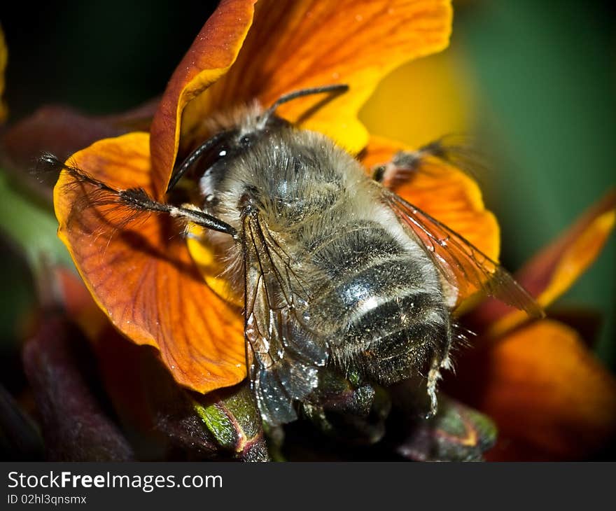 Macro with a bee who pollinate a flower