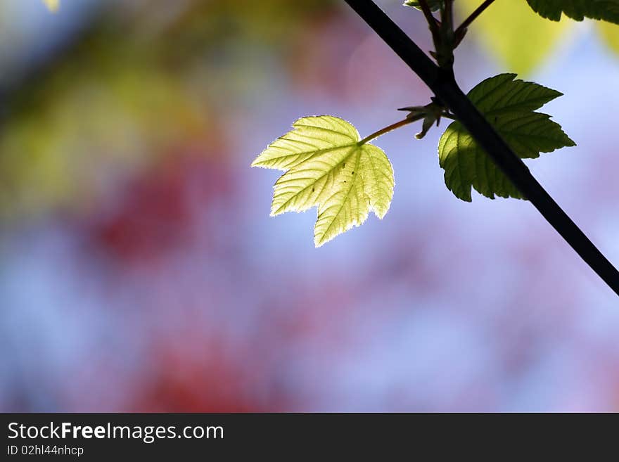 Green maple leaves in city park in the spring afternoon. Green maple leaves in city park in the spring afternoon