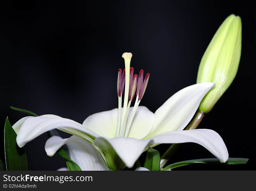 White lily in a bouquet on the shop window. White lily in a bouquet on the shop window