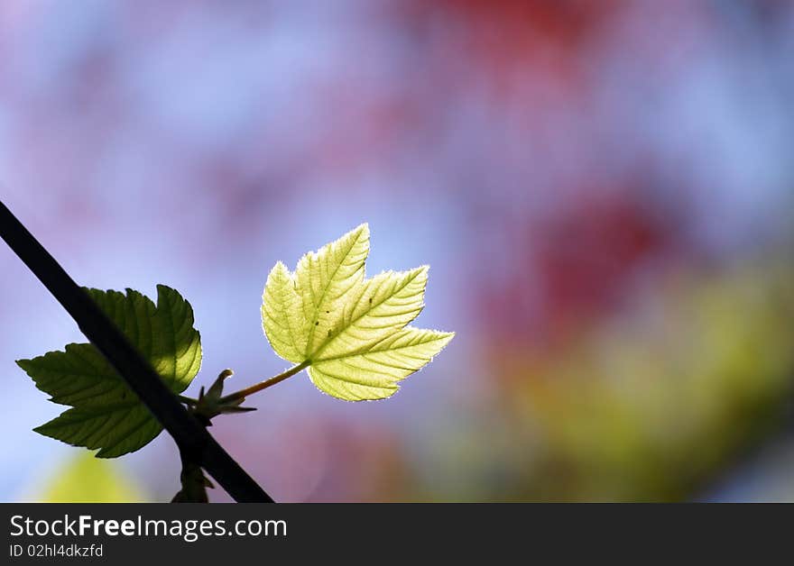 Green maple leaves in city park in the spring afternoon. Green maple leaves in city park in the spring afternoon