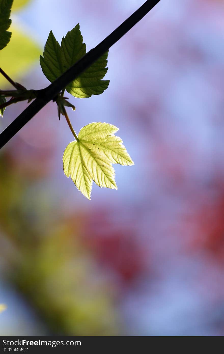 Green maple leaves in city park in the spring afternoon. Green maple leaves in city park in the spring afternoon