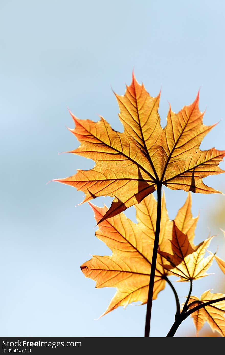 Red maple leaf