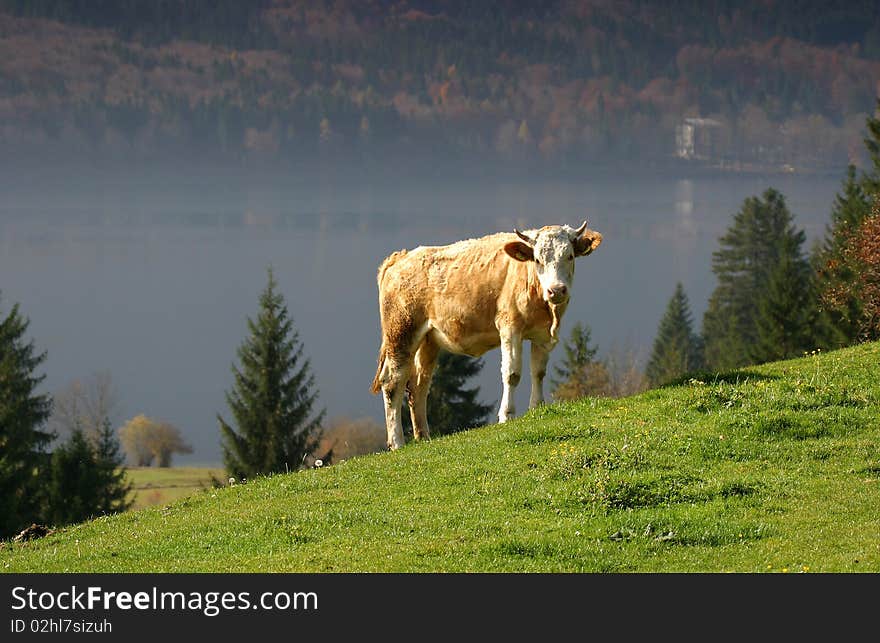 A lone cow on a hilltop meadow on a summer day