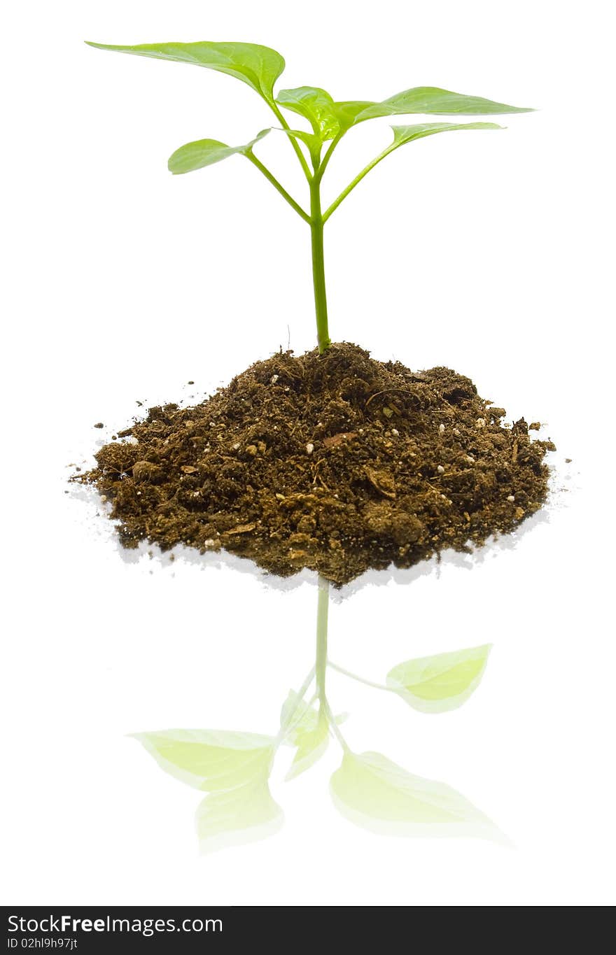 Young plant on the white backgrounds