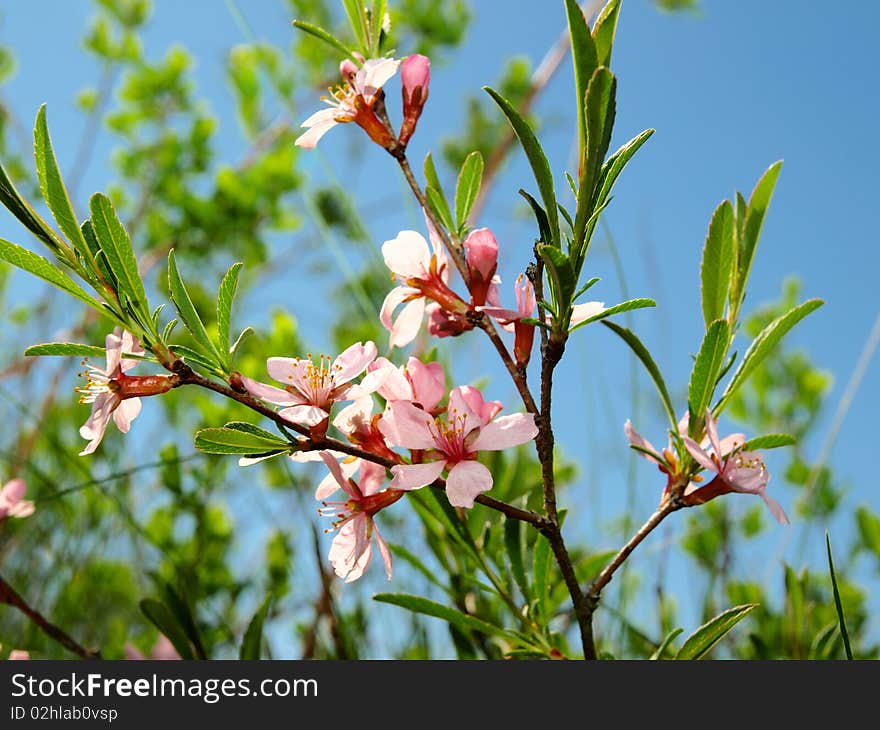 Branch of bush with pink colors. Branch of bush with pink colors