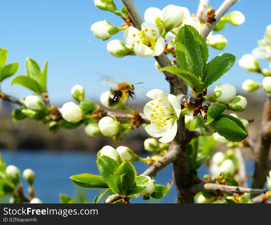 A bee flying up to the white flower