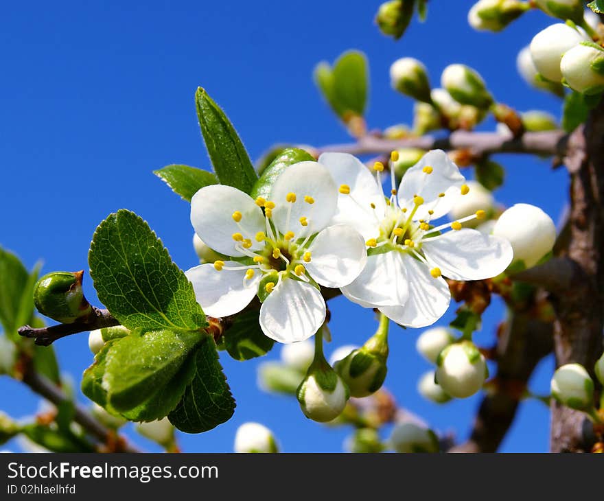 Beautiful white flower on a branch