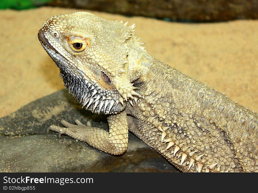 Large lizard