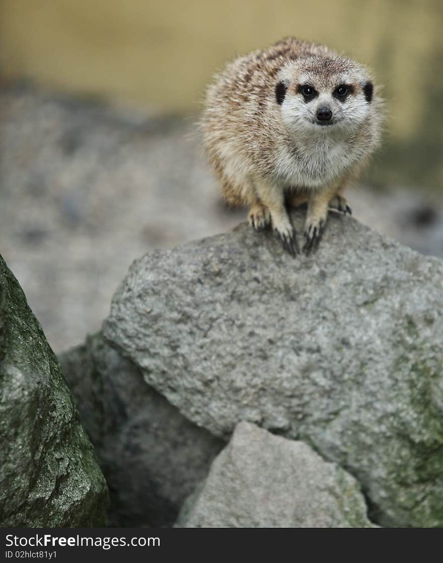 Funny and cute suricate (meerkat)