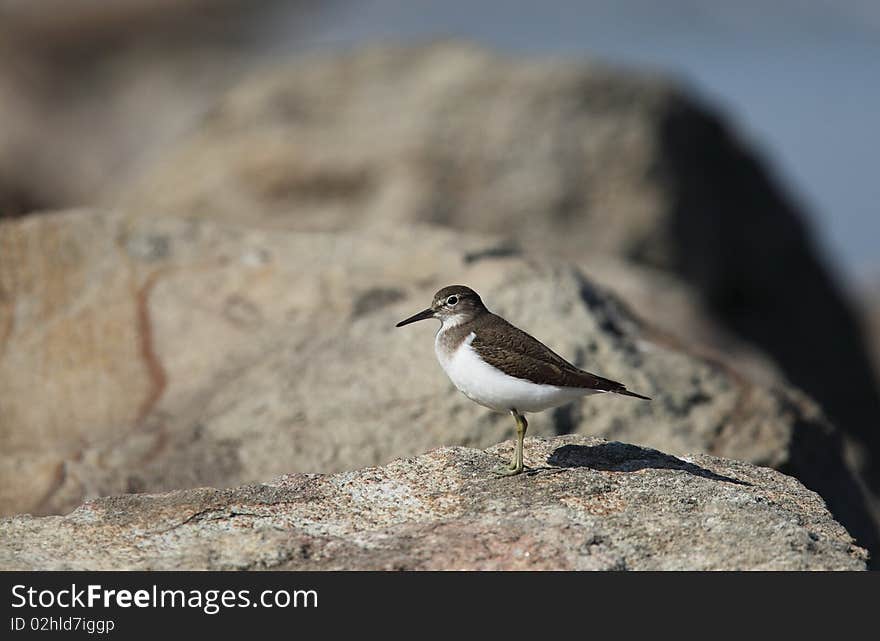 Sandpiper on the rock by water