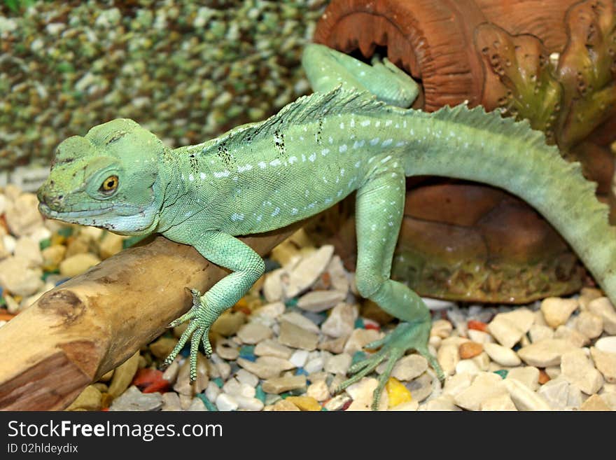 Green lizard, merry lizard, amusing lizard, large lizard, playful lizard, funny lizard, beautiful lizard, beautiful creation of nature, beautiful green lizard, lizard on a log, amusing child of nature