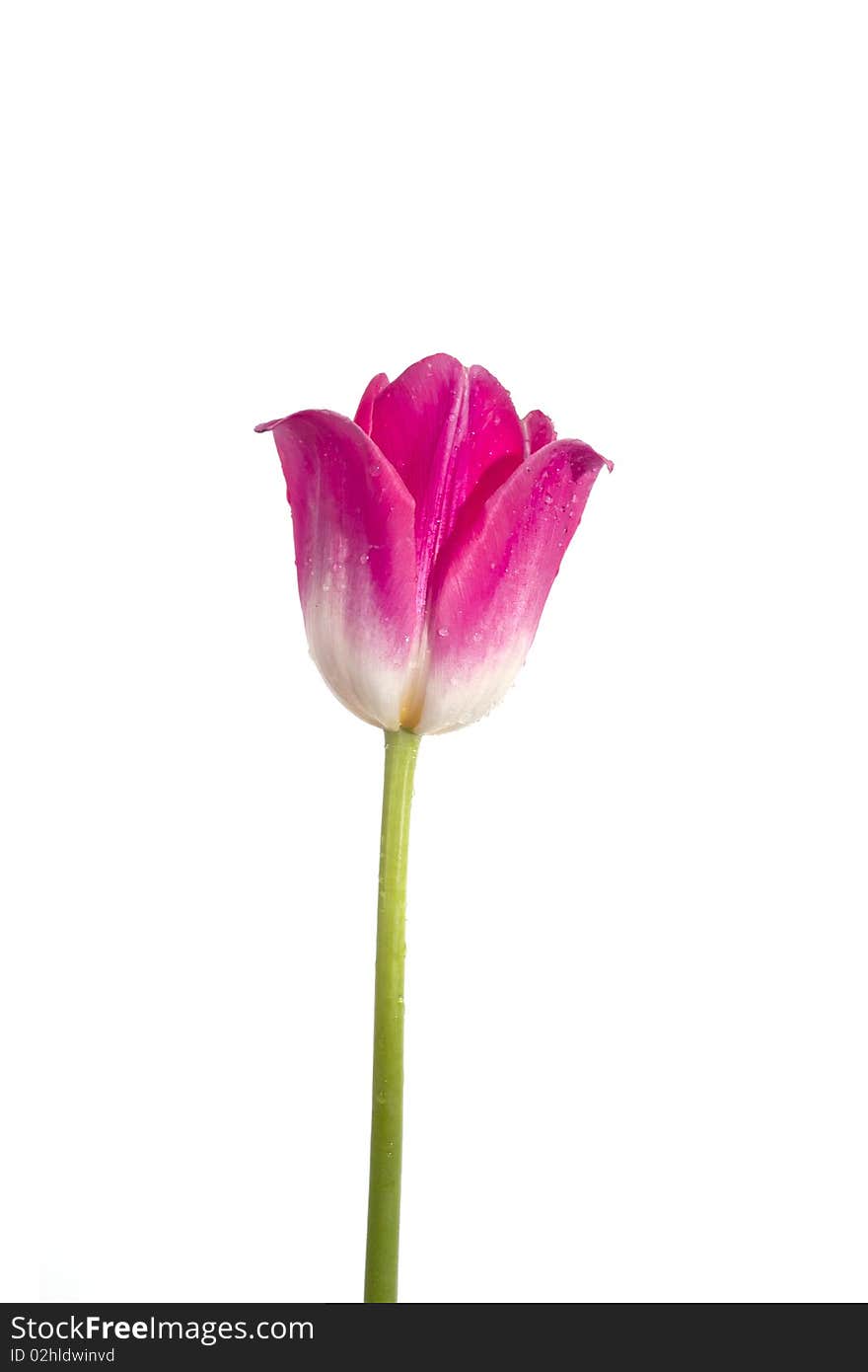 Tulip With Water Drops