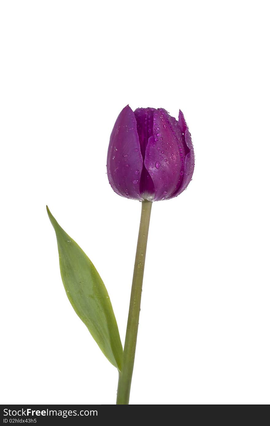 Tulip with water drops