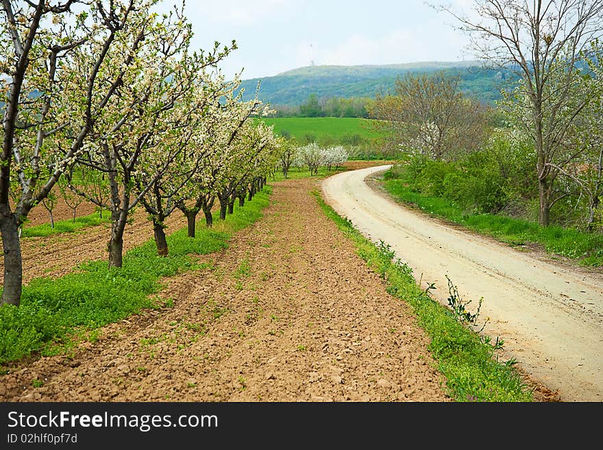 Beautiful country scene with orchard near a road. Beautiful country scene with orchard near a road