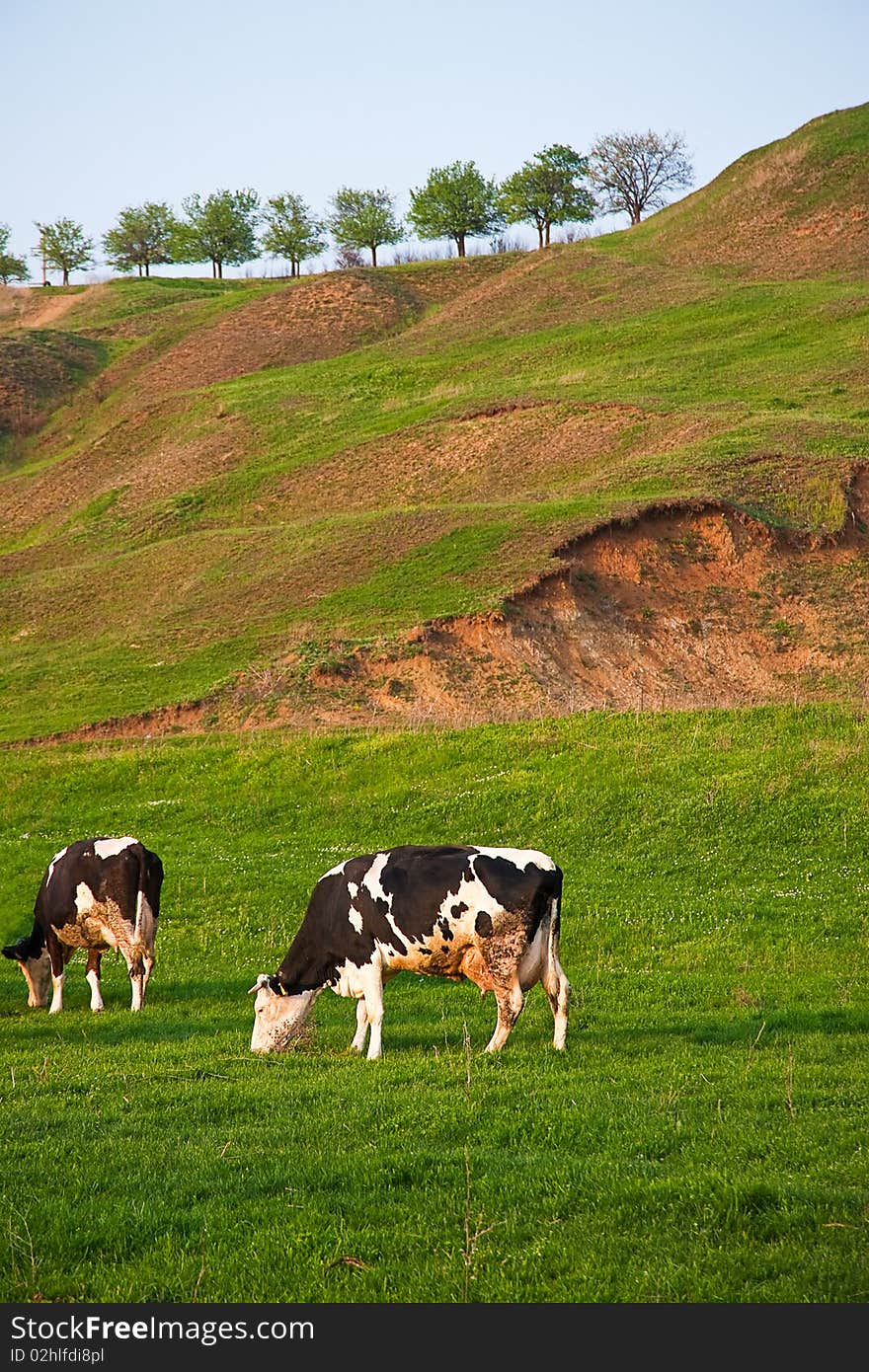 Cows Eating Grass