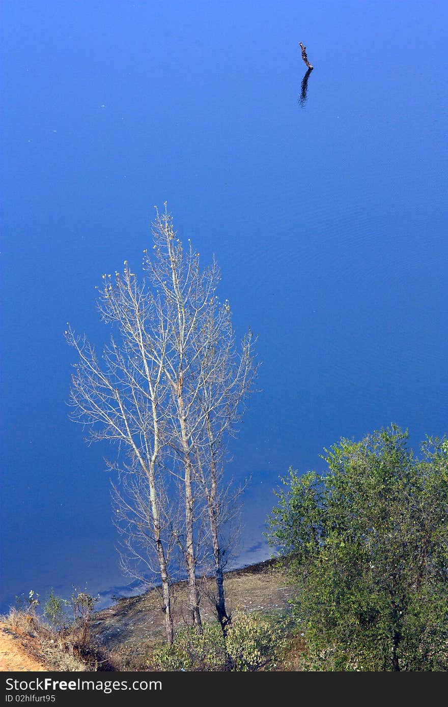 Lake scenery , blue water and lonely tree ------