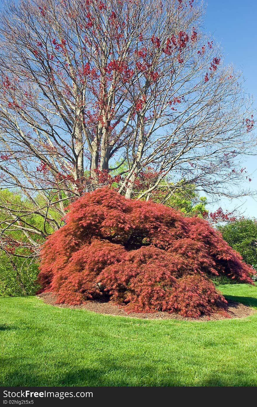 A mature red japanese maple tree in the springtime.