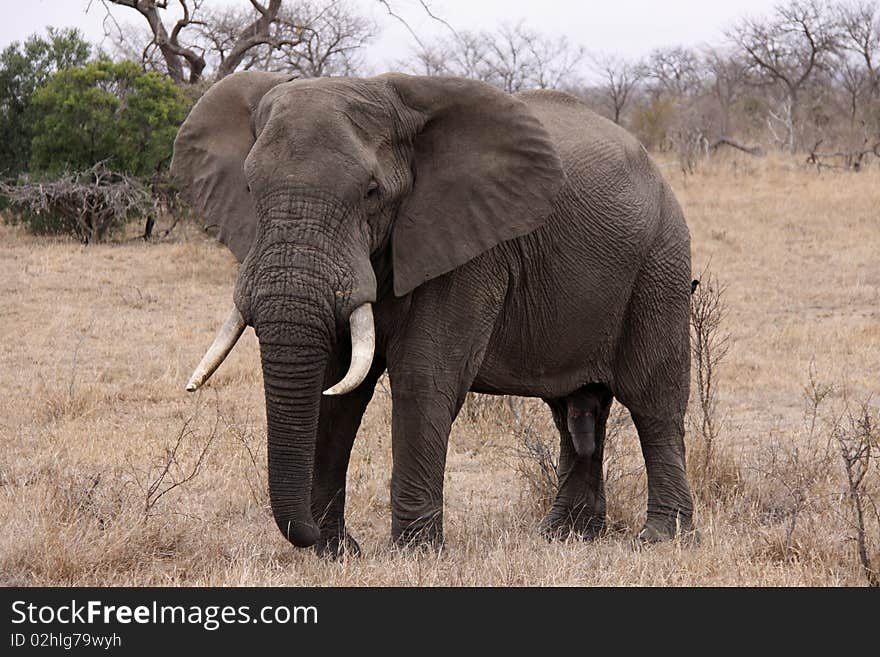 African Elephant - Bull