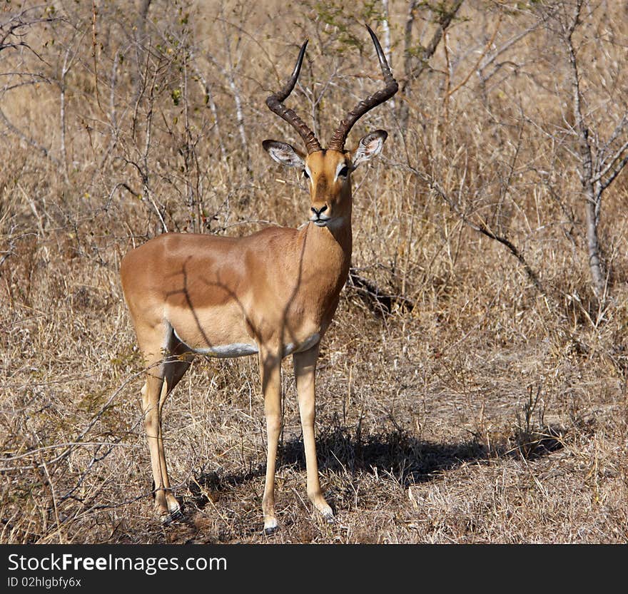 Male Impala