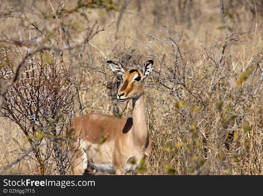 Female Impala