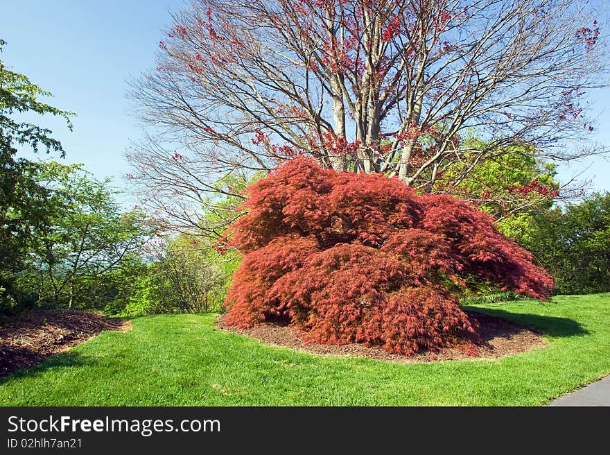 A mature specimen of a red japanese mape tree in springtime. A mature specimen of a red japanese mape tree in springtime.