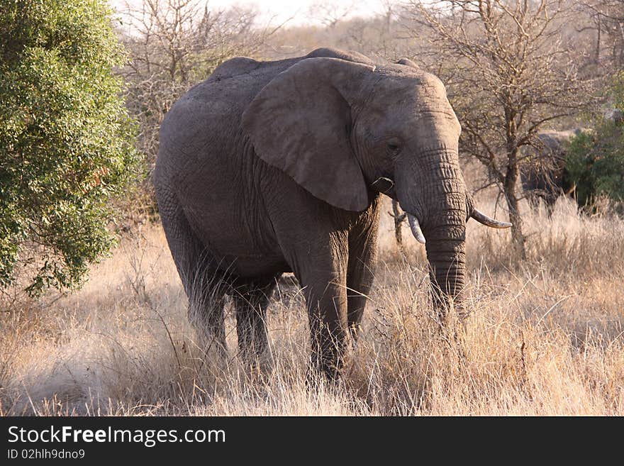 Photographed in the Ngala Reserve - South Africa. Photographed in the Ngala Reserve - South Africa