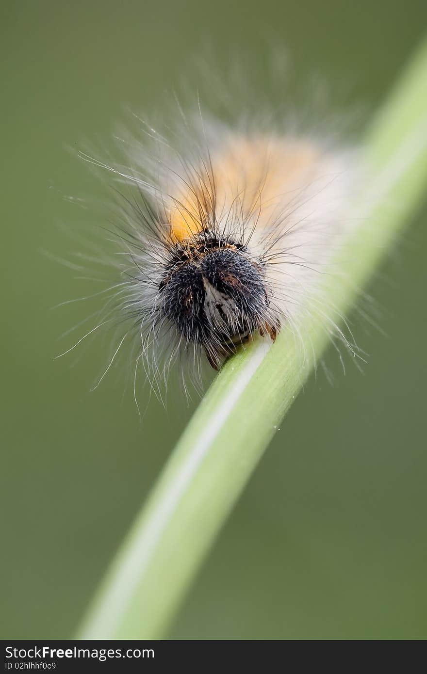 Portrait of hairy caterpillar in green background