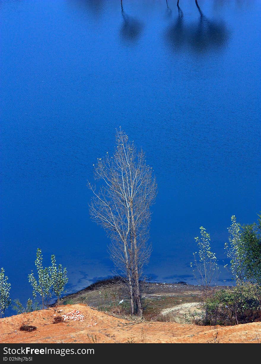 Lake scenery , blue water and lonely tree ------. Lake scenery , blue water and lonely tree ------