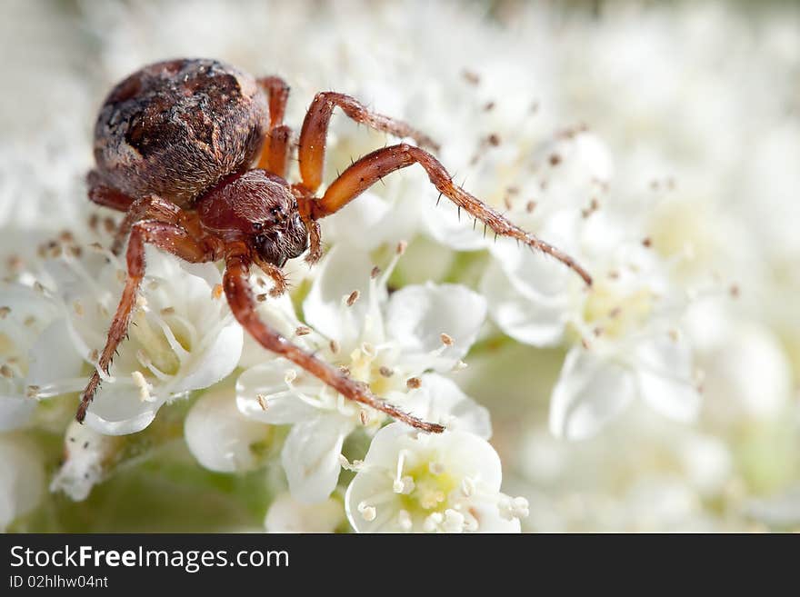 Spider Wedding