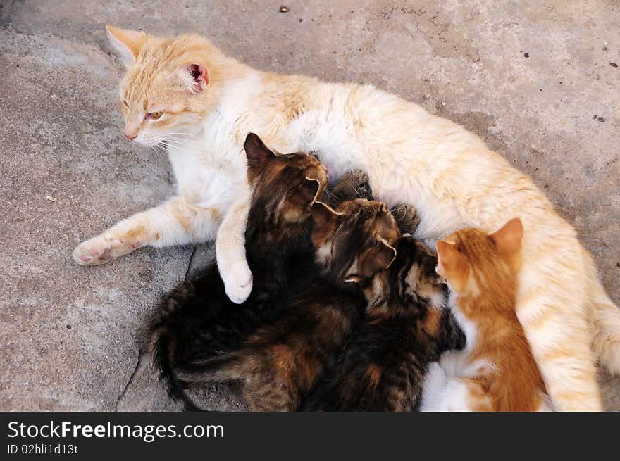 Cat mother feeding her Kittens. Cat mother feeding her Kittens