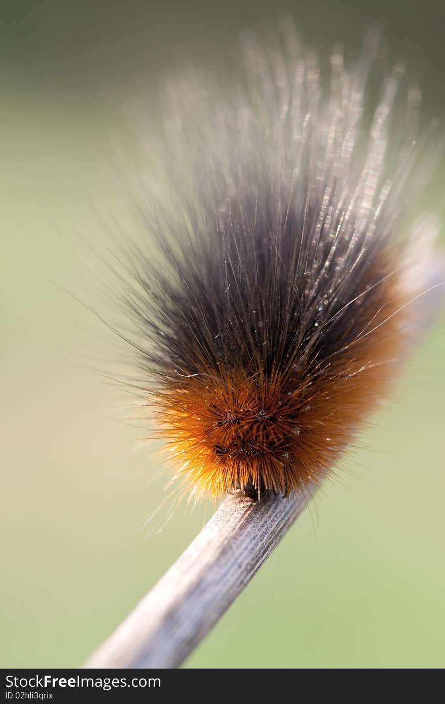 Portrait of hairy caterpillar in green background