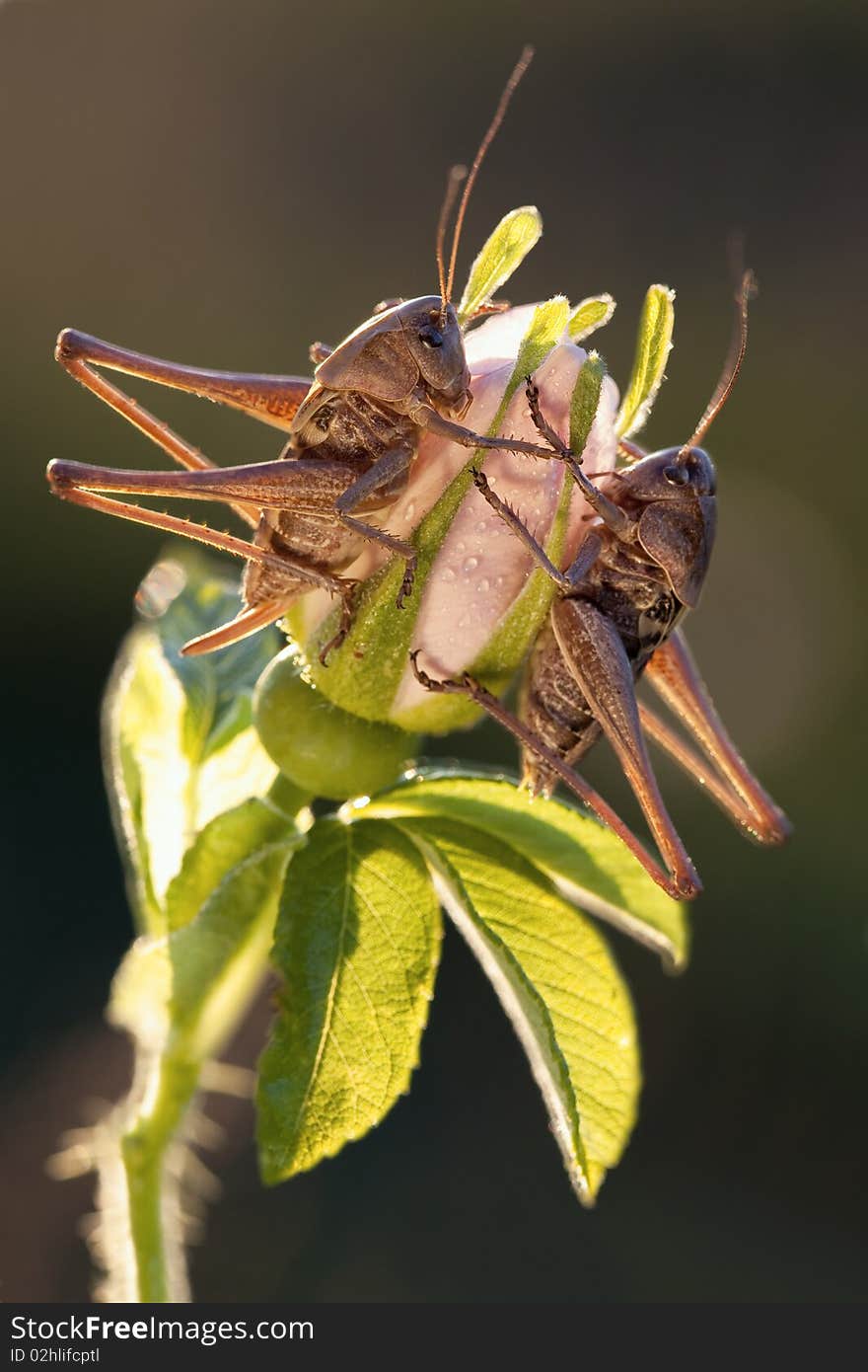 Two grasshoppers sits on the flower in evening light. Two grasshoppers sits on the flower in evening light