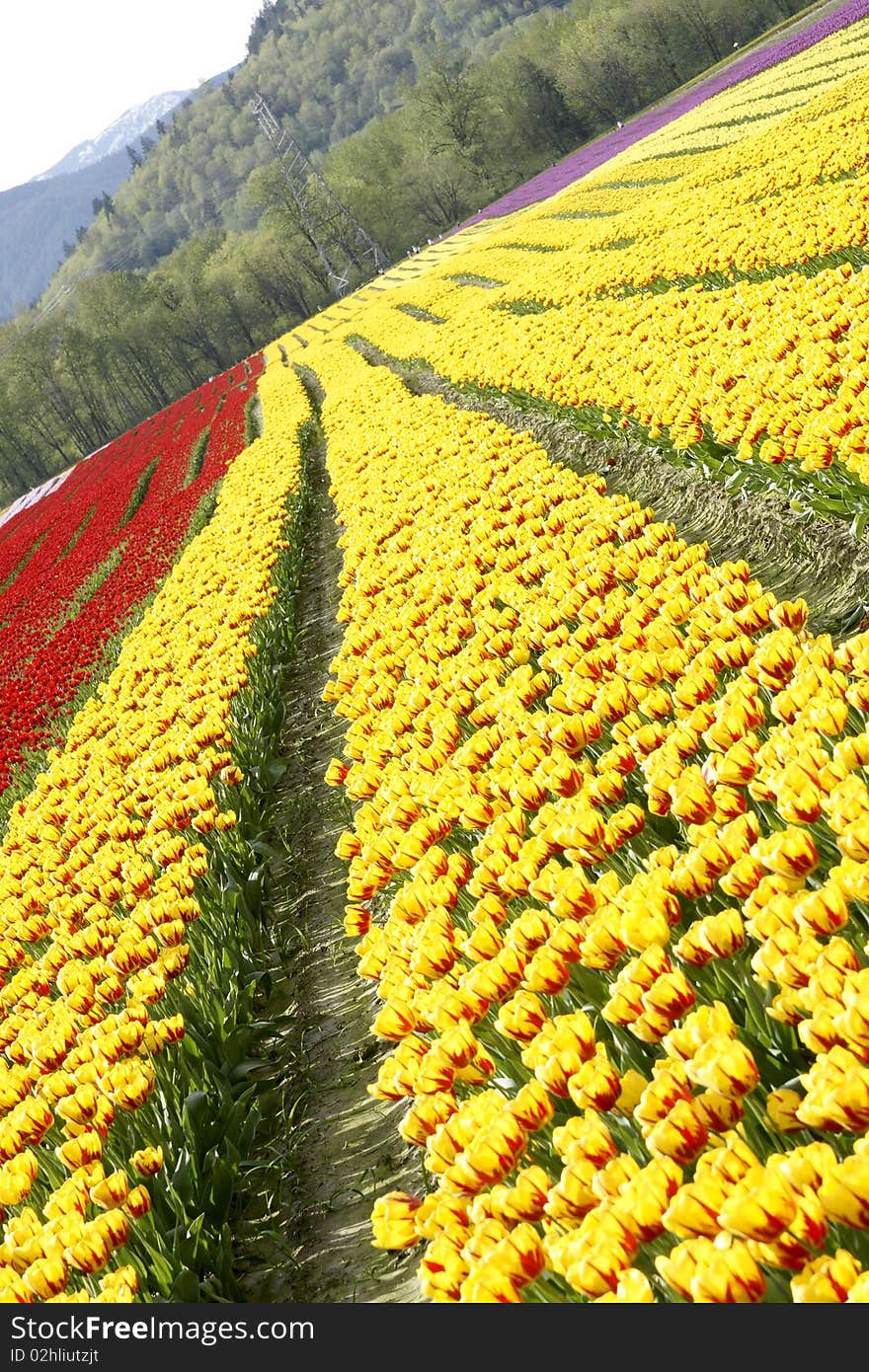 Rows of yellow tulips at the Agassiz, BC spring festival. Rows of yellow tulips at the Agassiz, BC spring festival.