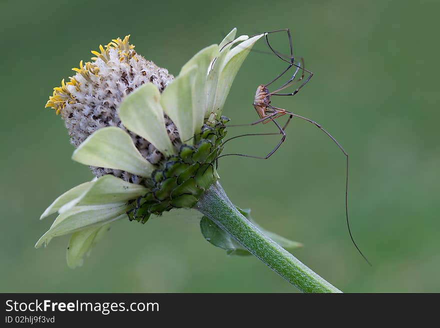 Long-legged spider on Echinacea flower in green background