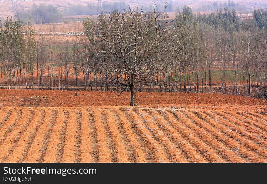 Woods and fields