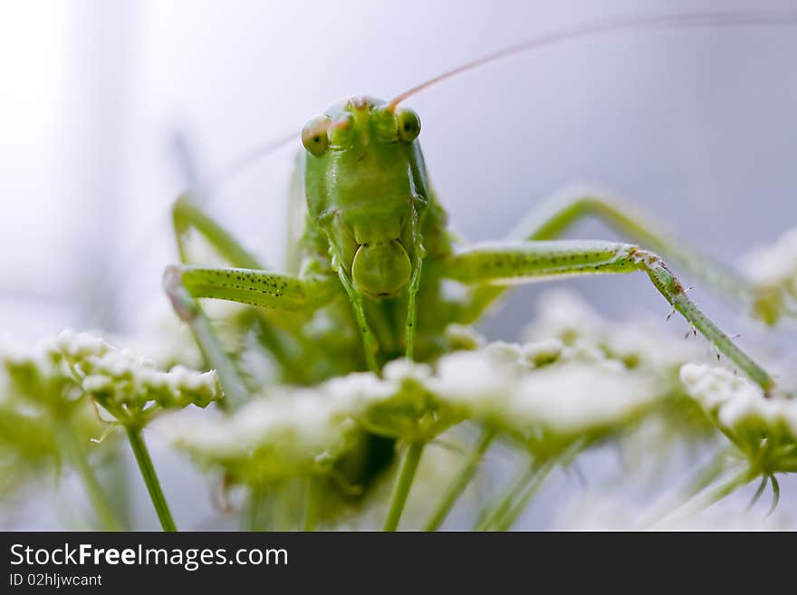 Grasshopper portrait