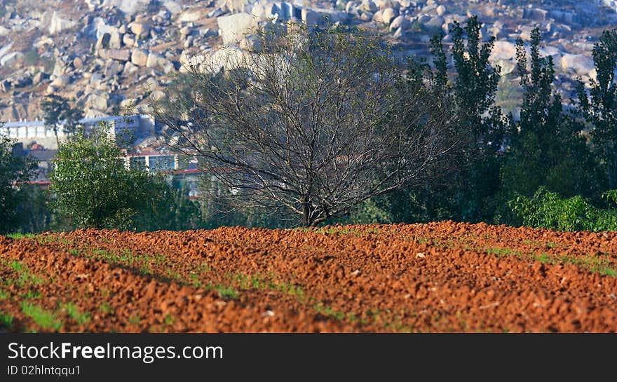 Trees and fields in autumn.