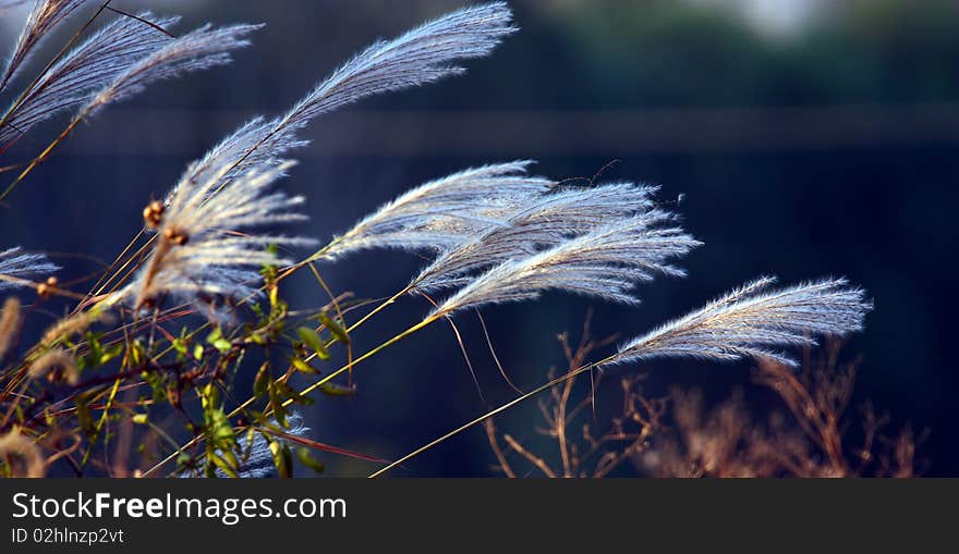 Ornamental grass in wind back in the backlight.