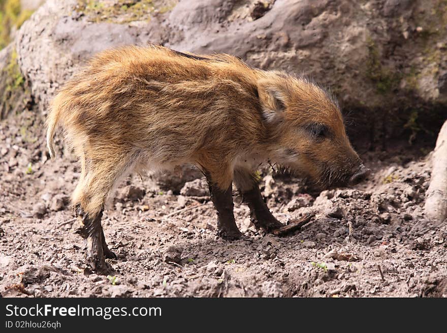 Litter size is typically 4-6 piglets but may be smaller for first litter. Litter size is typically 4-6 piglets but may be smaller for first litter