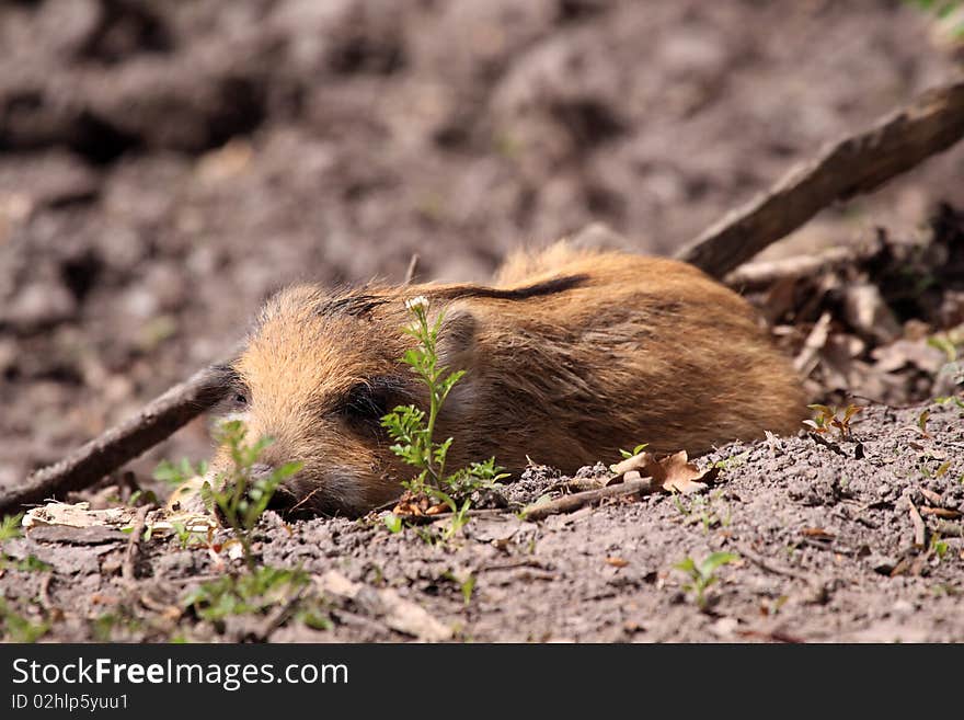 The boar or wild boar  (Sus scrofa). The boar or wild boar  (Sus scrofa)