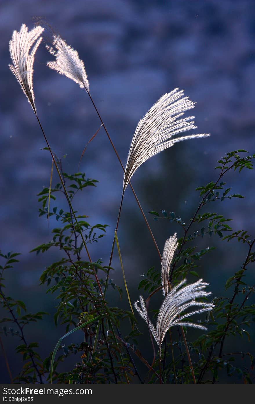 Ornamental grass in the backlight in blue backgrounds.