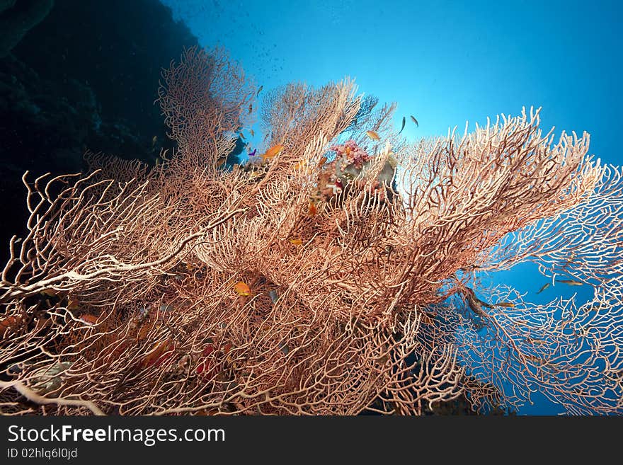 Seafan, ocean and fish taken in the Red Sea.