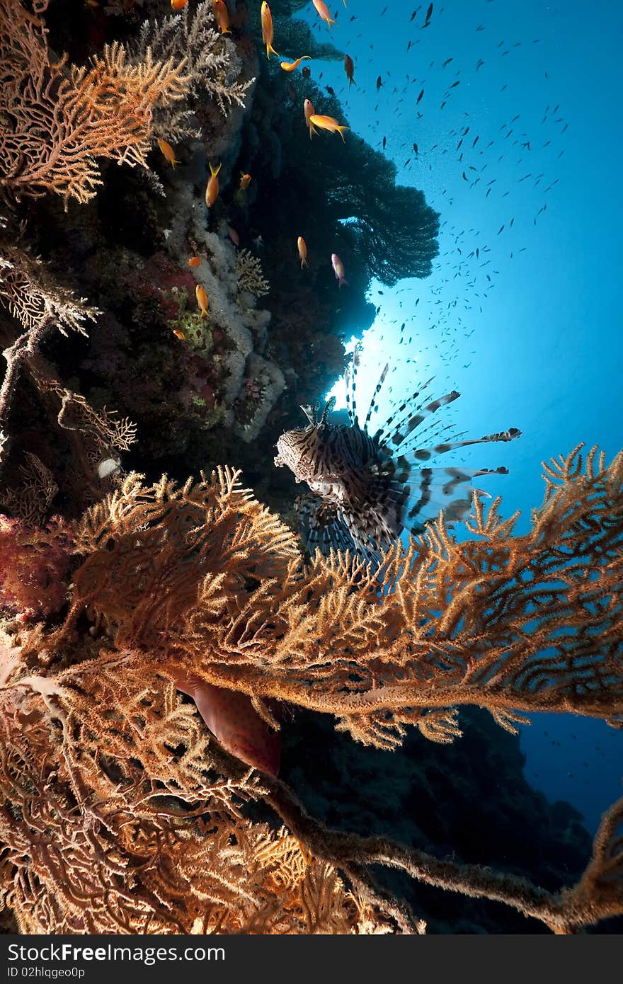 Lionfish in a seafan taken in the Red Sea.