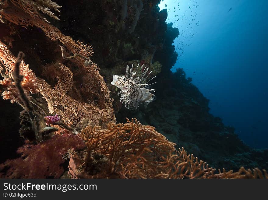 Lionfish in a seafan taken in the Red Sea.