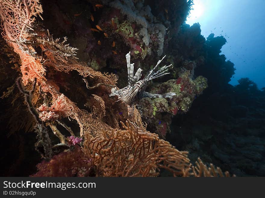 Lionfish in a seafan taken in the Red Sea.