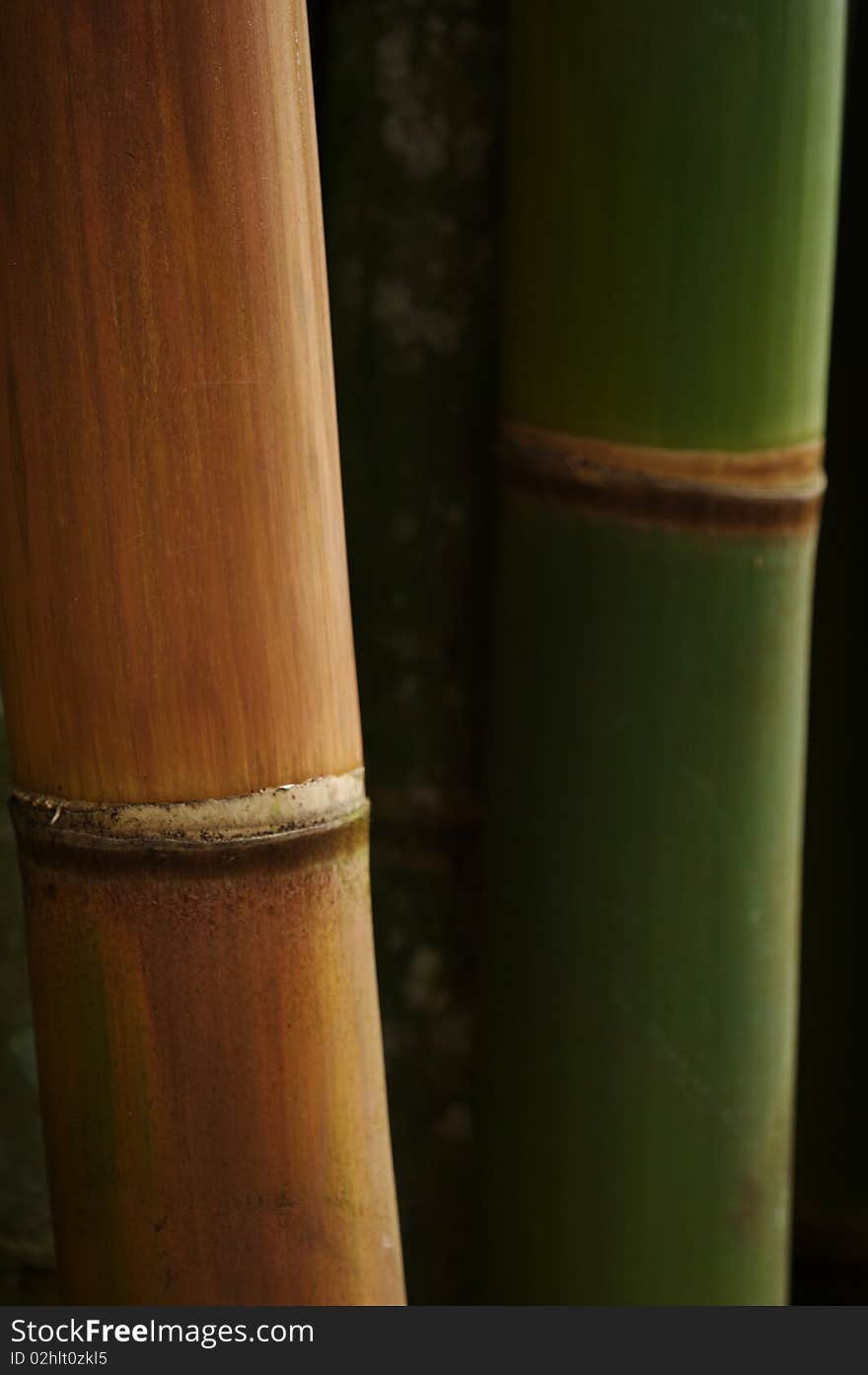 Bamboo grows wild in the jungles of Central America,it's also the longest grass in the world.