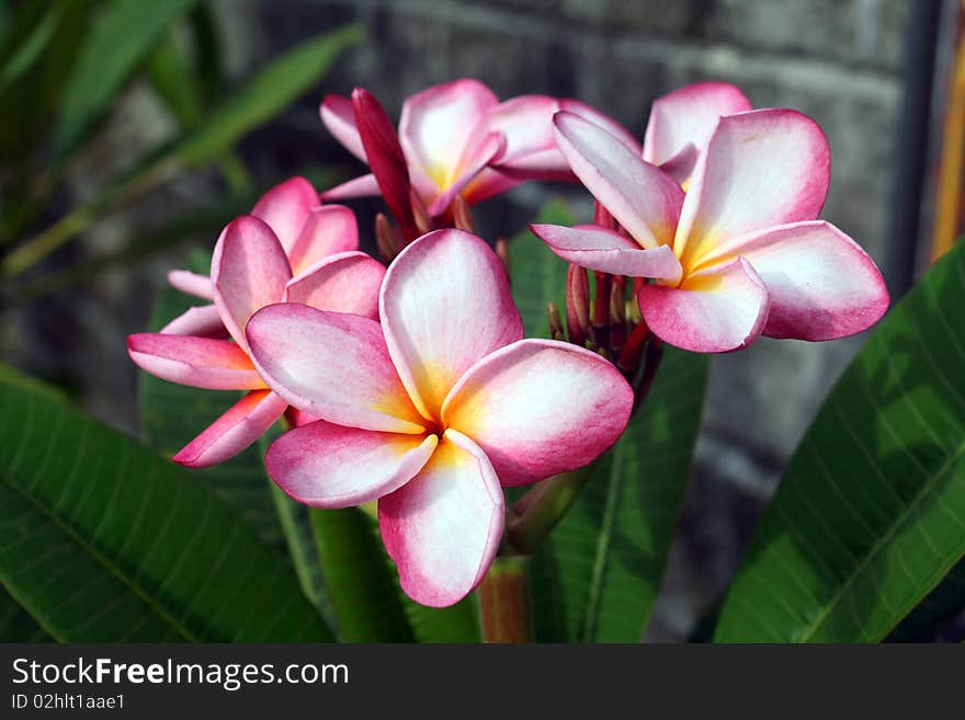 Plumeria is the one of famous and popular Thai flower.