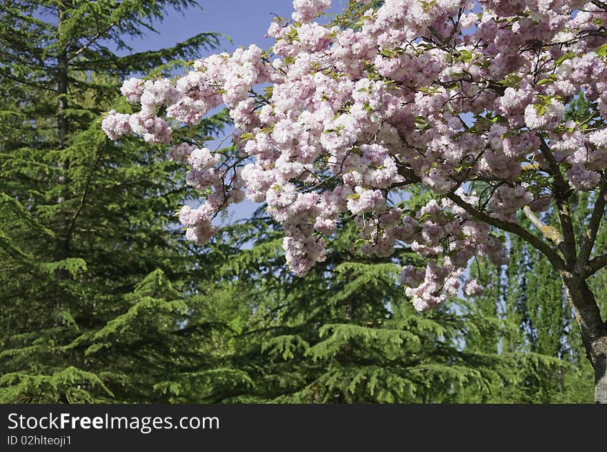 Ornamental cherry tree. Scientific name: Prunus serrulata 'Kanzan.  Family: Rosaceae. Source: Asia.Se used basically for their showy flowers that are born double pendant in tight clusters