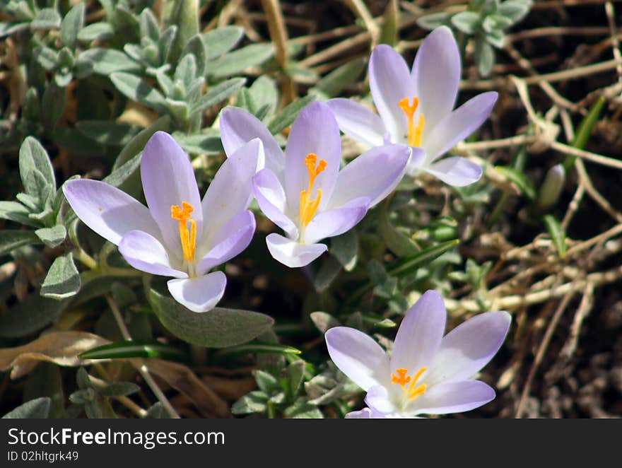 Purple crocus in the warming spring sun